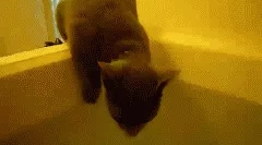 Зошто мачките не сакаат вода?