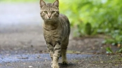 Зошто мачките не се вкорени во куќата: причини и знаци