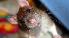 Зошто стаорецот тропа, кликне и крцка со заби