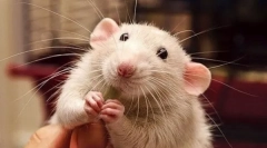 Зошто стаорец се насмевнува и се смее