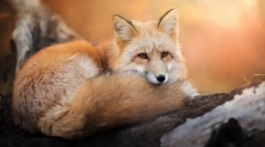 Зошто лисицата го смета за лукав?