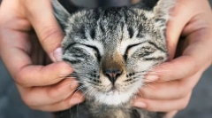 Зошто луѓето ги сакаат мачките?