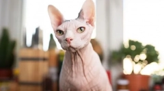 Зошто луѓето не ги сакаат мачките?