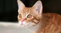 Зошто мачката лежи?