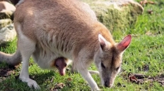 Зошто цицачите се т.н?