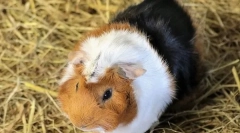 Зошто заморската свиња беше наречена заморска свиња