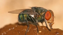 Зошто мувите како ѓубриво?