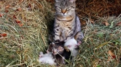 Зошто мачка murchat: мистерии мистерии меки миленичиња