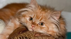 Зошто ги сакаме мачките - експертско мислење