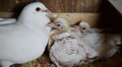 Зошто никогаш не ги гледаме пилињата пилиња. Тие ги крие?