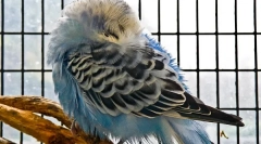 Зошто беше брановиден папагал