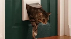 Зошто нашите мачки не ги сакаат затворени врати?