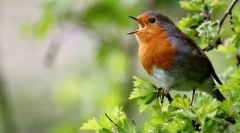 Зошто птиците пеат?