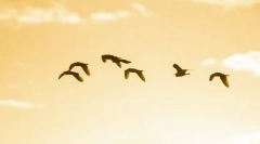 Зошто птиците летаат југ?