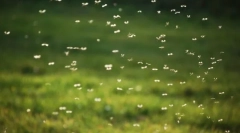 Зошто комарци пијанични?