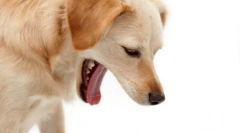 Зошто куче блуз?