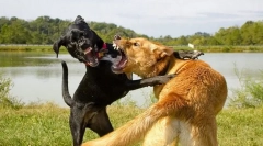 Зошто кучето брза на други кучиња?