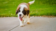 Зошто кучето често дише?