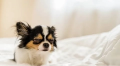 Зошто кучето често ги презема?