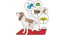 Зошто кучето се појавува?