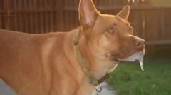 Зошто кучето ги повлекува своите шепи во сон