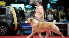 Зошто кучето треба да оди налево на сопственикот