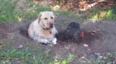 Зошто кучето јаде земјиште