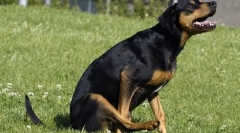 Зошто кучето оди на папата?