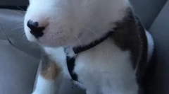 Зошто кучето ikat