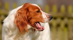 Зошто куче кашлање