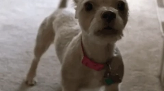 Зошто куче лисја