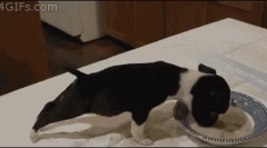 Зошто кучето не јаде сува храна?