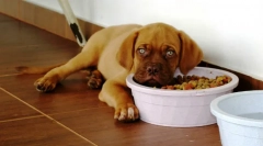 Зошто кучето не јаде?