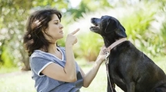 Зошто кучето не ги извршува тимовите?