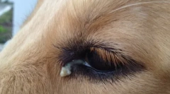 Зошто кучето ги крие очите