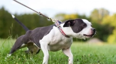 Зошто кучето повлекува поводник?