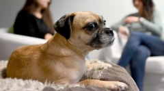 Зошто кучето се тресе