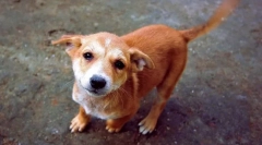 Зошто кучето го губи опашката?