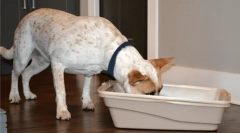 Зошто кучињата јадат мачка измет?