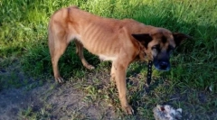 Зошто кучињата ги јадат своите кученца