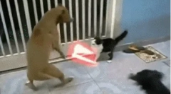 Зошто кучињата не ги сакаат мачките?