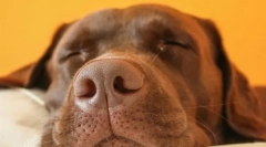 Зошто кучињата растат и лелекаат во сон?