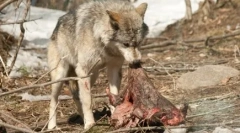 Зошто кучињата ја погребаат храната