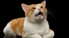 Зошто стерилизирана мачка вика?