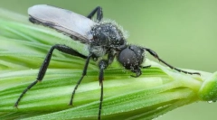 Зошто толстоножков се вика марм лета?