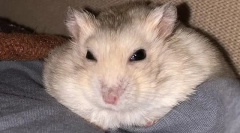 Зошто хрчак не ги отвора или треперира очите што да прават