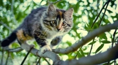 Зошто мачките имаат очи сјај во мракот