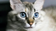 Зошто мачките имаат влажен нос?