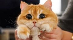 Зошто мачките ги прошируваат учениците?