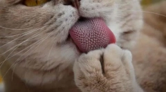 Зошто мачките имаат груб јазик